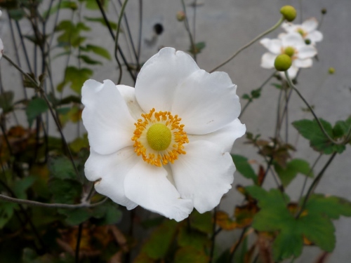 P1140444 (500x375).jpg