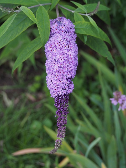 P7200450.jpg