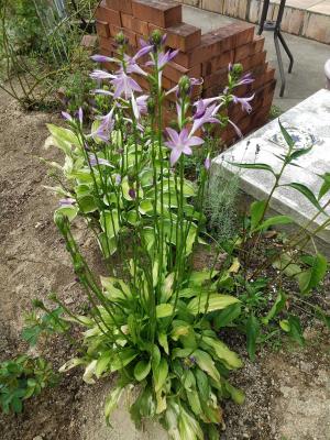 庭に植えてはいけない植物 ジャスミンではないジャスミン Sub Rosa 秘密の薔薇の庭 楽天ブログ