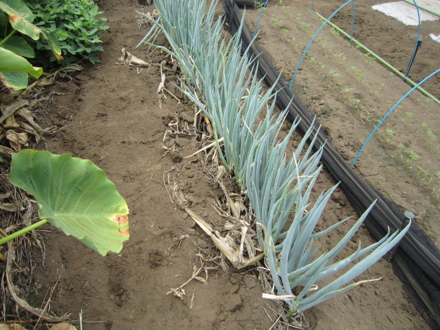 20120811ネギ.jpg