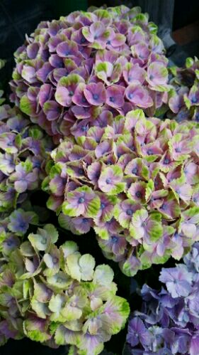 rblog-20160619135334-01.jpg