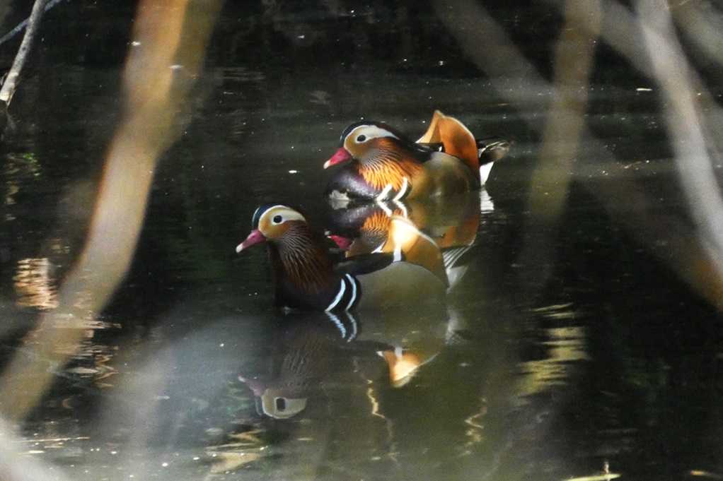 515