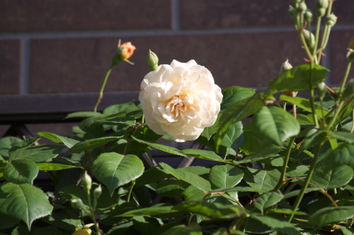 20160512002.JPG