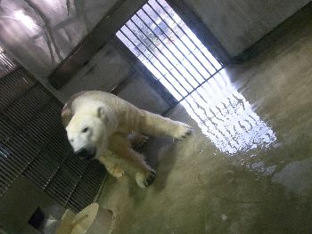 ホッキョクグマ