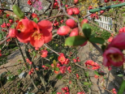 木瓜