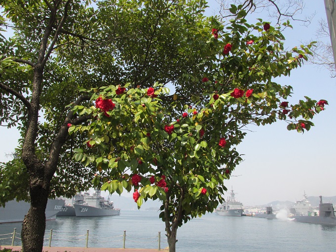 椿の花と自衛隊艦船と潜水艦