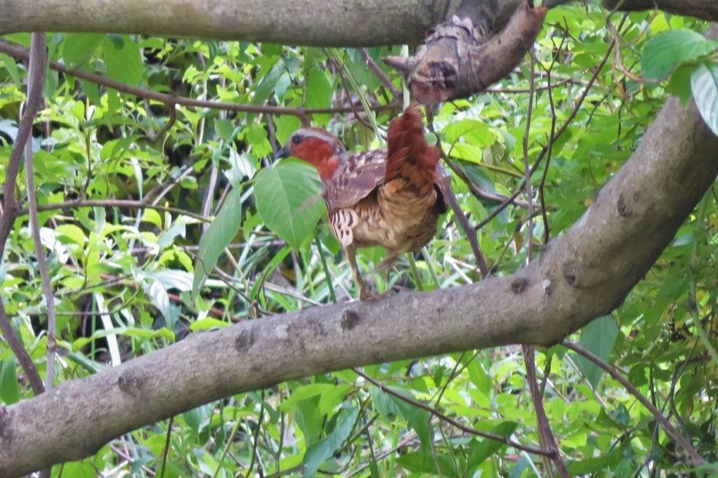 鳥 コジュケイが撮れた セグロセキレイ幼鳥 カルガモ ヤマガラ 野の花 ニワゼキショウ ノイバラ 大分金太郎の花鳥蝶月 楽天ブログ