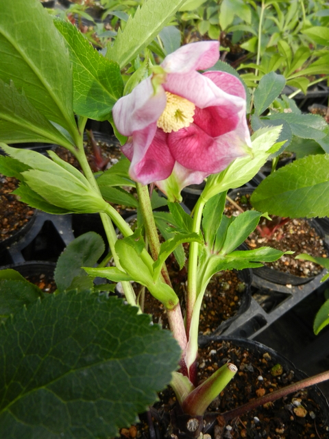 DSCN1110.JPG