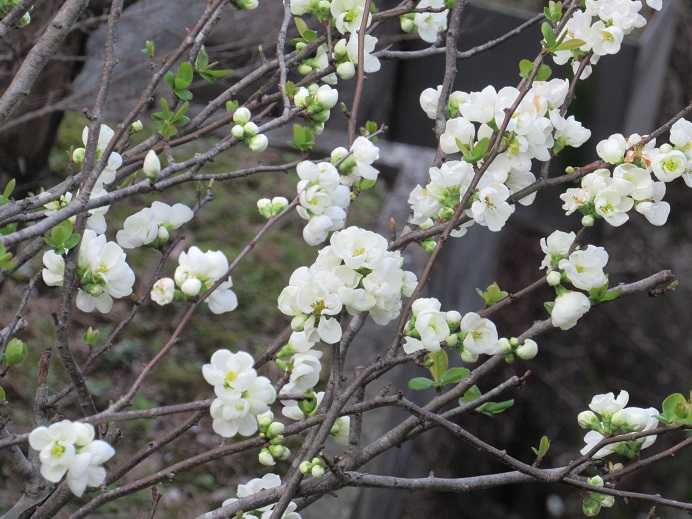 春の草 花 私の遊び 病院へは和服で 老いてこそ勉強 楽天ブログ