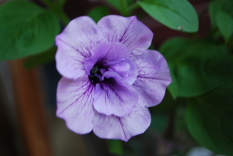 DSC_0007.JPG