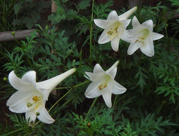 高砂百合.jpg