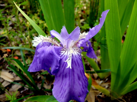 イチハツ　花と葉