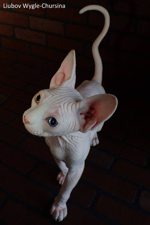 Sphinx cat by Liubov Wygle-Chursina