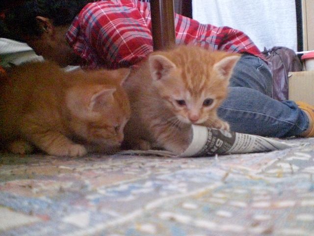 子猫たちの目やに再発 猫がーでん 楽天ブログ