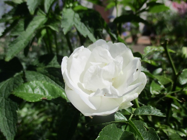 IMG_3949ss.jpg
