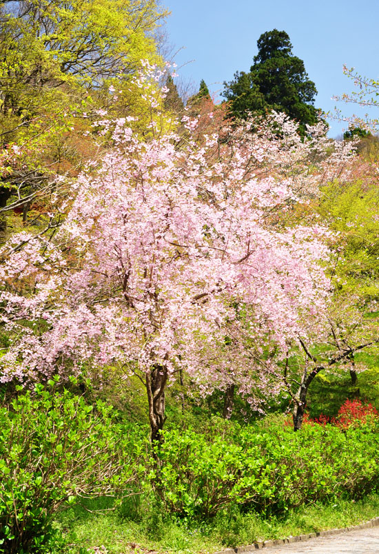 枝垂れ桜５