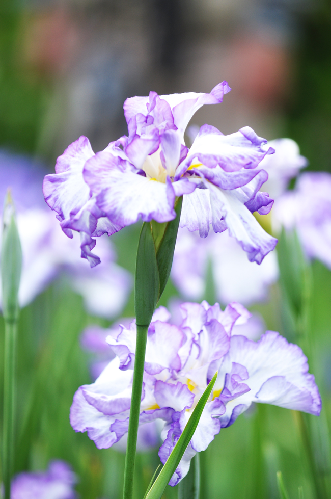菖蒲２