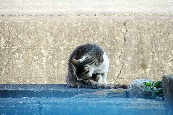 我が家のニャンコ♪2016/5/25-2