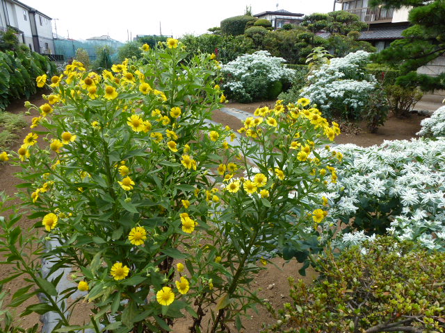 6 団子菊