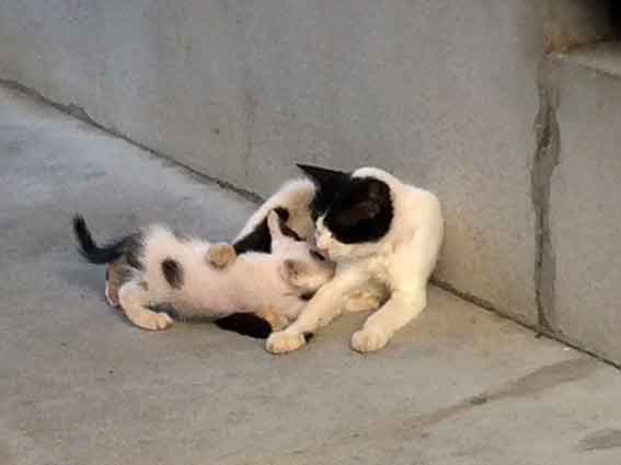 我が家のニャンコ♪2016/07/26-3