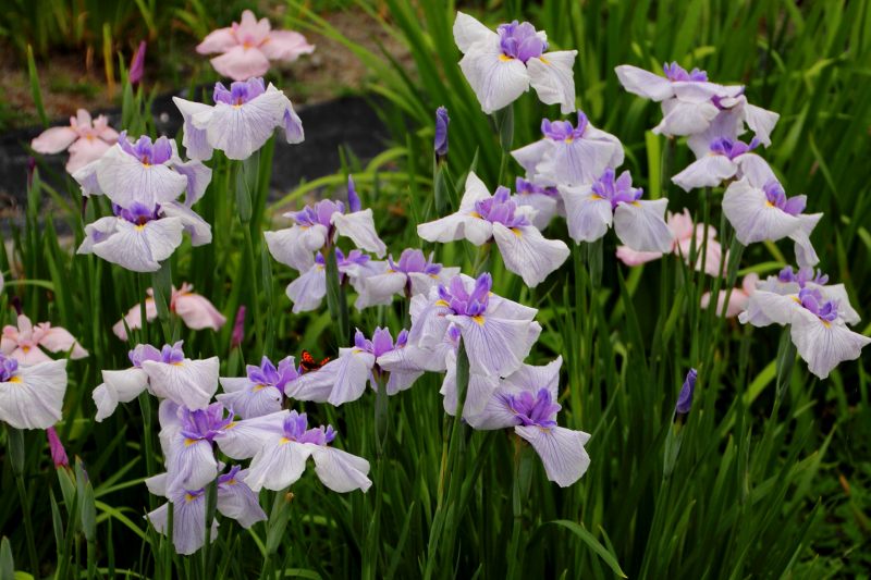 新旭花菖蒲園_06.jpg