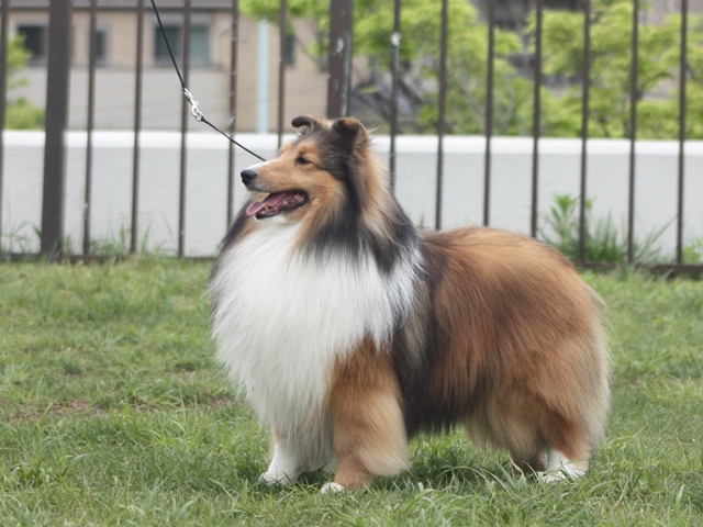 IMG_1368 - コピー.JPG