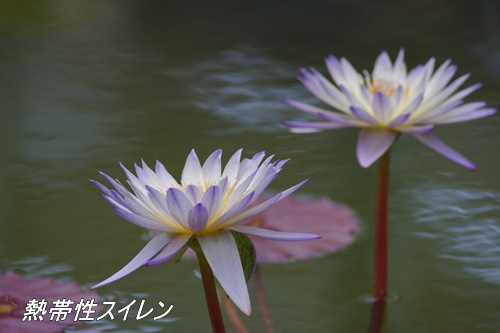 フラワーセンター大船植物園にて