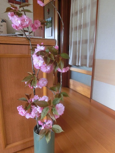 ハナモモ