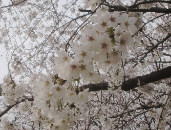 2013/03/26(2)