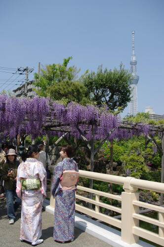 亀戸天神社にて