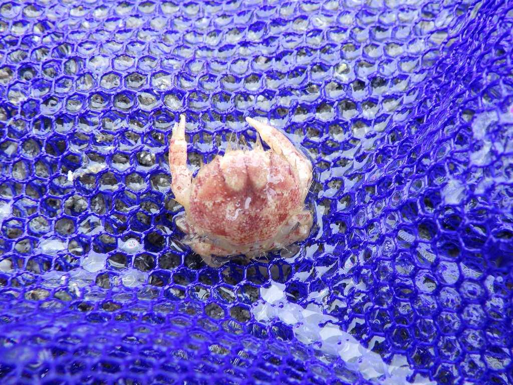 串本磯採集2023年7月上旬57　ゴイシガニ（Palapedia integra）