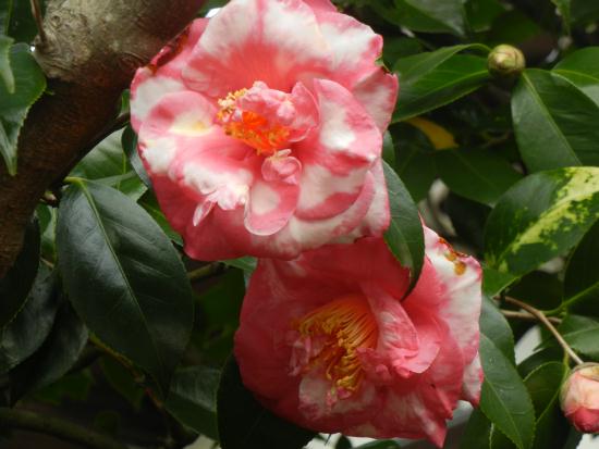 DSCN6504.JPG