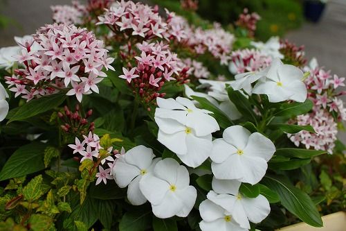 夏の花がいろいろ咲き始めましたね おとっつぁん いろいろやっちょります 楽天ブログ