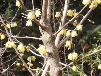 1.17 jyoyamano  roubai.jpg