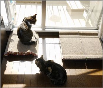 うんコレも悪くない