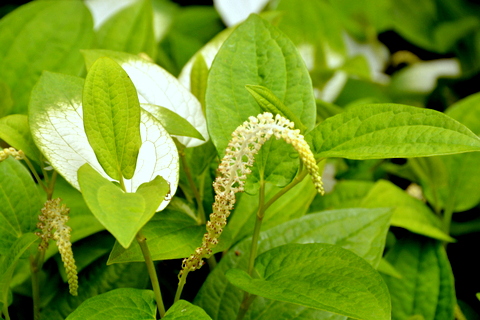 立ち上がった花穂