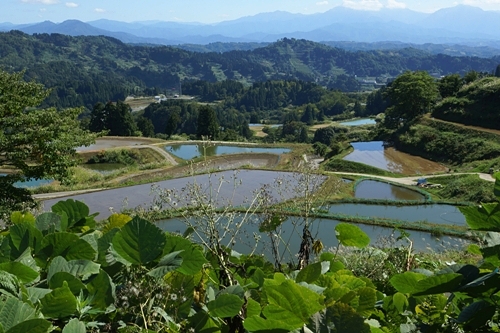 棚田