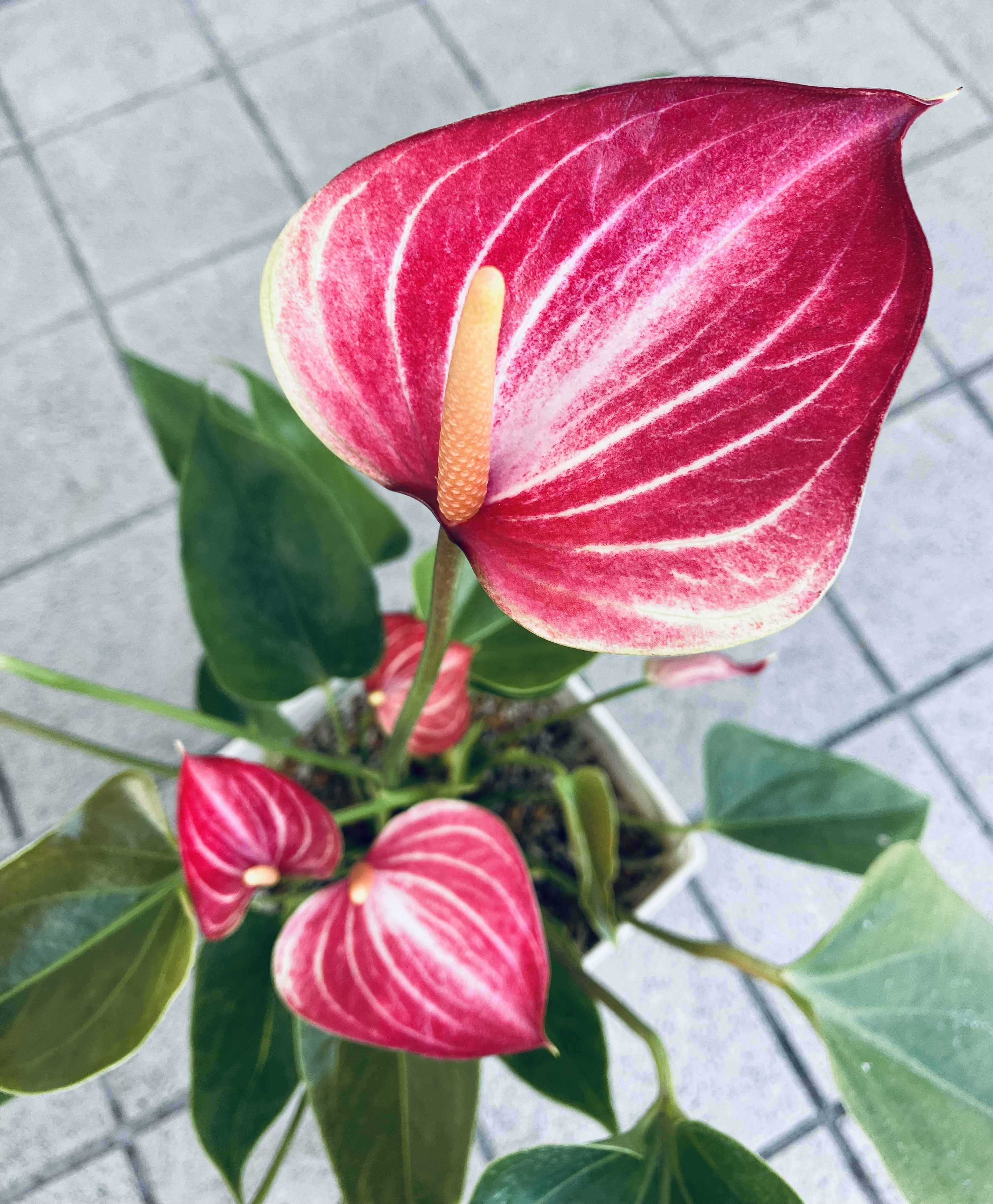 アンスリウム・リビウム開花 | 植物好き男子まーのブログ - 楽天ブログ