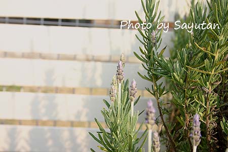 ラベンダーとフェンス