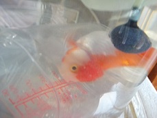 入っているリップ
