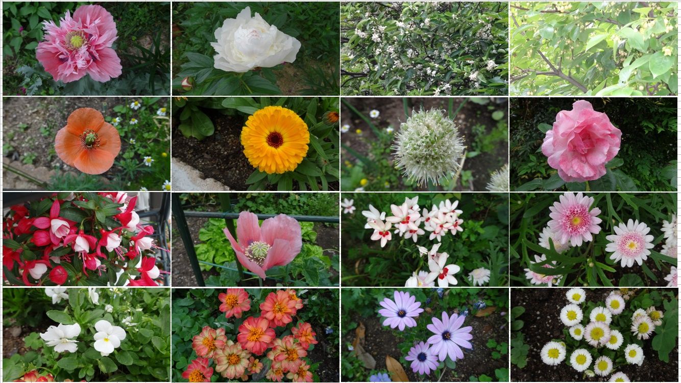 この季節の庭の花たち Katuragi2ndのブログ 楽天ブログ