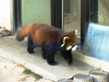 レッサーパンダ