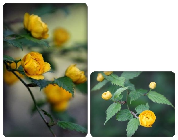 樹木公園-24 ヤマブキ 15.4.22