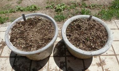 白のリコリスの球根の植替え のんびりガーデニング 楽天ブログ