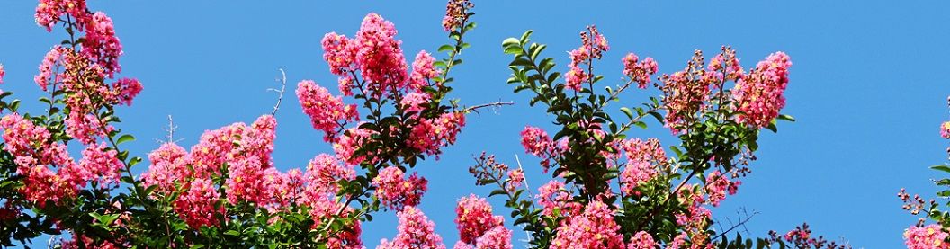 真夏の花 白い百合 清多夢くらぶ 楽天ブログ