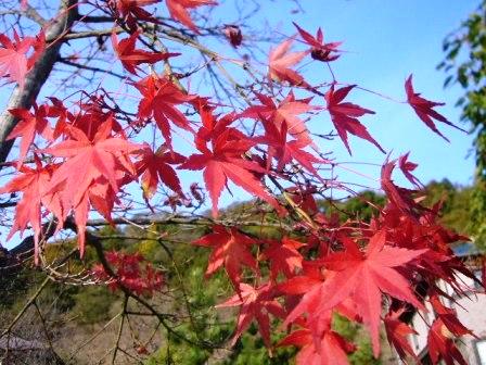 P1150735（紅葉）.jpg