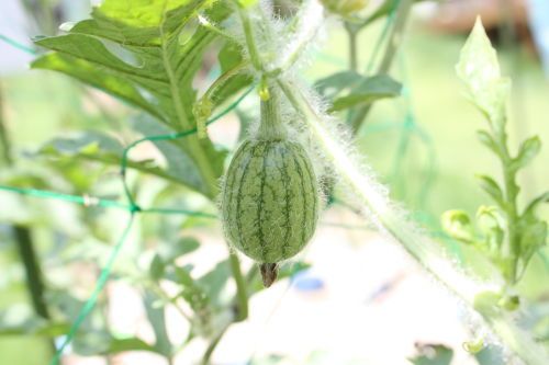 2015071303.JPG