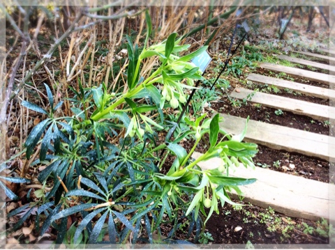 ヘレボルス・フェチダス