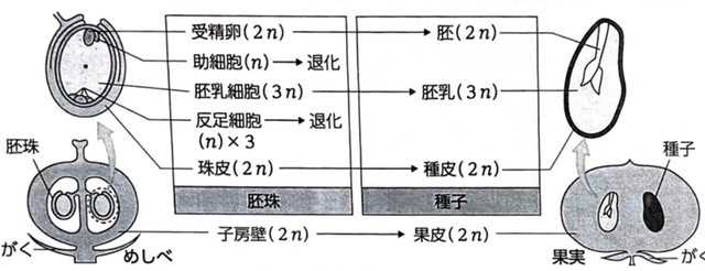 生物 植物の発生 | とある大学生の成長日記 - 楽天ブログ