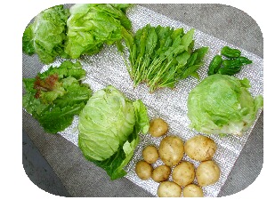 今日の収穫　じゃがいも